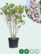 Sering 'Michel buchner' | Syringa vulgaris 'Michel Buchner' | Bomenbezorgd.nl