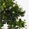 Plant in a Box - Carmona microphylla - Hoogte 20-30cm - Fukien Bonsai S-Shape boom - Pot 20cm