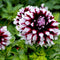 Plant in a Box - Dahlia 'Tartan' - set van 3 - zomerbloeiers - dahliaknollen - tuinbloemen - Roze/Paars