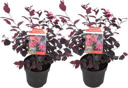 Plant in a Box - Loropetalum Ever Red - Set van 2 - Franjeboom - Sierheester - Tuinplant - Winterhard - Pot 13cm - Hoogte 25-35cm