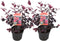 Plant in a Box - Loropetalum Ever Red - Set van 2 - Franjeboom - Sierheester - Tuinplant - Winterhard - Pot 13cm - Hoogte 25-35cm