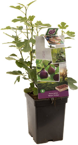 Ficus carica Brown Turkey | vijgenstruik | Ø 18 cm