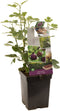Ficus carica Brown Turkey | vijgenstruik | Ø 18 cm