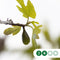 Vijgenboom 25/30 cm Ficus Carica 275 cm
