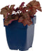 Heuchera micr. 'Palace Purple' | 1 stuk | groenblijvende vaste plant | wintergroen | Schaduwplant | tuinplant schaduw | 11x11 cm Kwekerspot | verwilderend | winterhard | Wit
