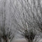Customize it - Tuinschilderij knotw winter 70x50cm