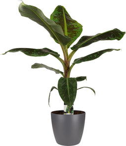 Decorum Musa Dwarf Cavendish - Elho brussels antracite – ↨ 80cm – ⌀ 21cm
