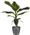 Decorum Musa Dwarf Cavendish - Elho brussels antracite – ↨ 80cm – ⌀ 21cm