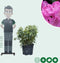 Rhododendron Roseum elegans | Rhododendron 'Roseum elegans' | Bomenbezorgd.nl