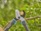 GARDENA Takkenschaar TeleCut Pro S - Telescooptakkenschaar - 50 mm snoeidiameter - Ergonomisch ontwerp