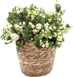 Plant in a Box - Gaultheria mucronata - Witte Pernettya in Mand - Parelbes - Pot 17cm - Hoogte 25-40cm
