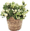 Plant in a Box - Gaultheria mucronata - Witte Pernettya in Mand - Parelbes - Pot 17cm - Hoogte 25-40cm