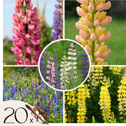 Plant in a Box - Lupinus - Mix van 20 - Lupine - Wortelstokken - Vlinderbloemen
