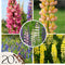 Plant in a Box - Lupinus - Mix van 20 - Lupine - Wortelstokken - Vlinderbloemen