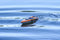 Dickie Toys Sea Hawk - RC speedboot - Afstandsbediening 2,4 GHz - Oranje