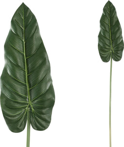 PTMD leaves plant groen bananen blad steel