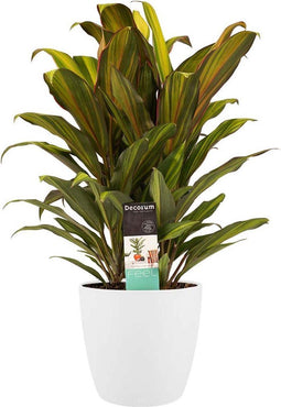 Decorum Cordyline Kiwi toef met Elho brussels white – ↨ 60cm – ⌀ 19cm