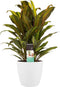 Decorum Cordyline Kiwi toef met Elho brussels white – ↨ 60cm – ⌀ 19cm