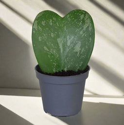Hartjesplant - Hoya Kerrii