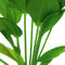 Ap-echinodorus harbii 5 cm pot