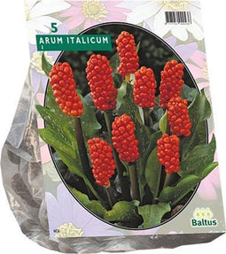 Arum Italicum per 5