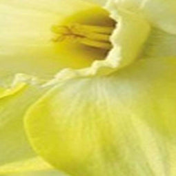 JUB - Narcissus Cairngorm