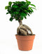 Hellogreen Kamerplanten - Set van 2 - Ficus Gin Seng - ↕ 40 cm