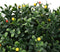 vidaXL - Kunstboom - met - Vruchten - en - Pot - 35x50 - cm - Groen
