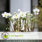 Plant in a Box - Helleborus niger Mont Blanc - set van 3 - Kerstrozen winterhard - tuinplanten - Pot 12cm - Hoogte 20-30cm
