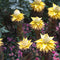 Plant in a Box - Musella lasiocarpa - Fruitboom - Set van 4 - Pot 9cm - Hoogte 25-40cm
