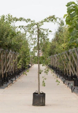 Groene treur sierappel | Malus 'Red Jade' 4-8 cm 220 cm| Bomenbezorgd.nl