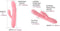 Svakom - Mora Neo - Interactieve Rabbit Vibrator met stotende kralen-ring - App Control - Roze