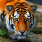 Crystal Card kit diamond painting The Tiger 18 x 18 cm