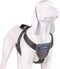 Hondentuigje Company of Animals CarSafe Zwart Maat M