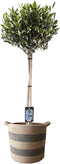 Olijf op stam in mand Flores ↨ 90cm - hoge kwaliteit planten