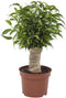 Ficus Natasja(Ficus benjamina)
