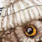 Thea Gouverneur - Borduurpakket met telpatroon - 743A - Voorgesorteerde DMC Garens - Whoo..Whoo..It's Winter - Aida - 31 cm x 30 cm - DIY Kit