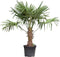 Chinese waaierpalm - Trachycarpus Fortunei 50 cm stamhoogte
