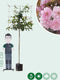 Japanse sierkers leiboom 180 cm | Prunus serrulata 6-10 cm 180 cm| Bomenbezorgd.nl