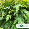 Bol veldesdoorn 220 cm stamhoogte | Acer campestre 'Nanum' 6-10 cm | Bomenbezorgd.nl