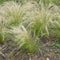 Plant in a Box - Stipa tenuifolia 'Pony Tails' - Set van 6 Stipa 'ponytail' grassen - Verdergras - Pot 9cm - Hoogte 20-30cm