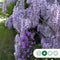 Blauwe regen als dakboom 180 cm stamhoogte | Wisteria sinensis 6-10 cm 180 cm| Bomenbezorgd.nl