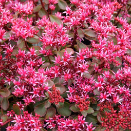 Sedum spur. 'Fuldaglut' | 1 stuk | groenblijvende vaste plant | wintergroen | Rotsplant | plant voor rotstuin | alpine plant | 11x11 cm Kwekerspot | Roze