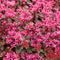Sedum spur. 'Fuldaglut' | 1 stuk | groenblijvende vaste plant | wintergroen | Rotsplant | plant voor rotstuin | alpine plant | 11x11 cm Kwekerspot | Roze
