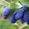 Haskapa 100% Natural Freeze-dried Organic Haskap Berry Powder - Superfood Berry Powder - High in