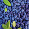 Haskapa 100% Natural Freeze-dried Organic Haskap Berry Powder - Superfood Berry Powder - High in