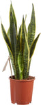 Sanseveria, vrouwentong - Set van 2 - Fachjan - Groene Plant- Hoogte 50 cm