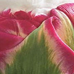 3 stuks - JUB - Tulipa Ice Cream 2 bollen