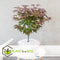 Plant in a Box - Acer palmatum ´Atropurpureum´ - Japanse Esdoorn - Donkerrode bladeren - Pot 19cm - Hoogte 60-70cm