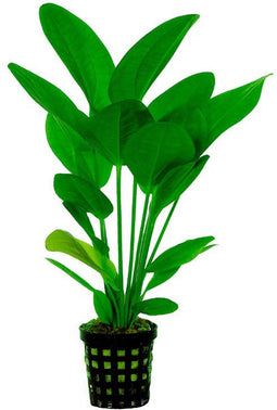 Ap-echinodorus harbii 5 cm pot
